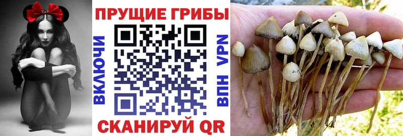 Псилоцибиновые грибы прущие грибы Чёрмоз